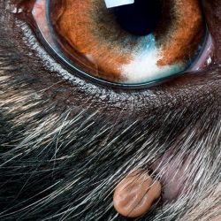 Blog Enfermedad De La Garrapata 