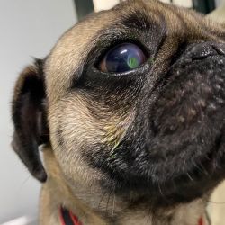 Blog Problemas Oftalmicos Perritos 