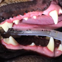 Profilaxis dentales