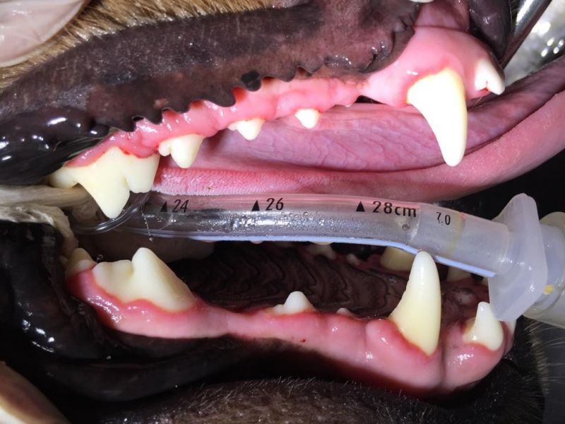 Profilaxis dentales